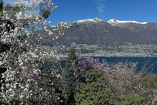 Blühende Magnolien  Parco Botanico  Piazzogna  Gambarogno  Blick auf Locarno  Tessin  Schweiz  Europa