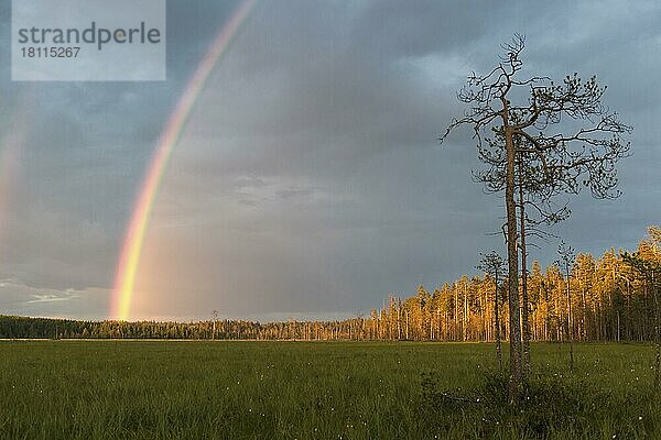 Regenbogen über Wald  Finnland  Europa