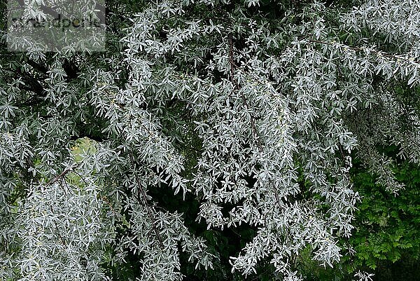 Silberweide  Salix alba