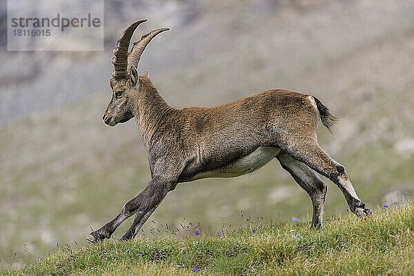 Alpensteinbock (Capra ibex)  Nationalpark Hohe Tauern  Kärnten  Österreich  Europa