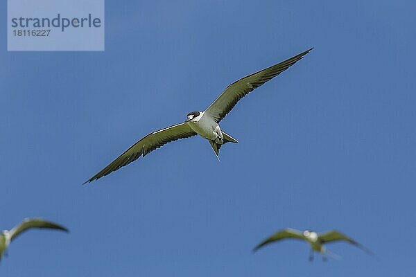 Russ-Seeschwalbe ()  Bird island  Seychellen  Afrika