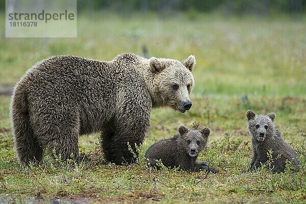 Europäische Braunbären (Ursus arctos)  Weibchen und Jungtiere  Karelien  Finnland  Europa