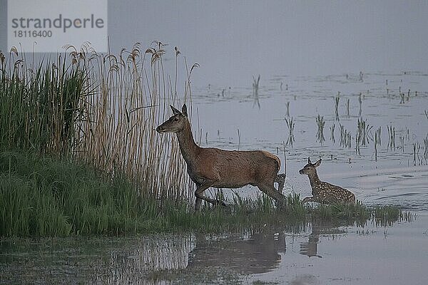 Rothirsch  Weibchen und Jungtier  Lausitz  Sachsen (Capreolus capreolus)  Deutschland  Europa