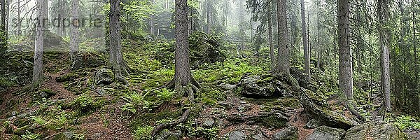 Urwald im Hoellbachgespreng  Nationalpark Bayerischer Wald  Bayern  Höllbachgespreng  Deutschland  Europa