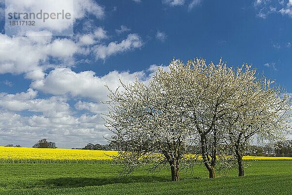 Blühende Kirschbäume im Frühling  Oldenburger Münsterland  Niedersachsen  Deutschland  Europa