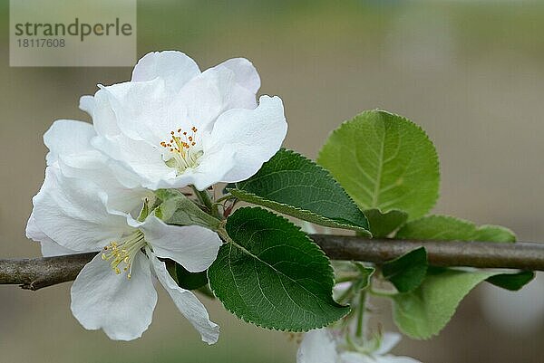 Apfelblüte  Sorte Martens Gravensteiner (Malus domestica)
