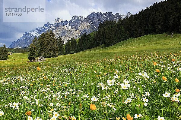 Eisenhutblättriger Hahnenfuß (Ranunculus aconitifolius)  Eisenhut-Hahnenfuss  Alpsteinmassiv mit Säntis  Appenzell  Schweiz  Europa
