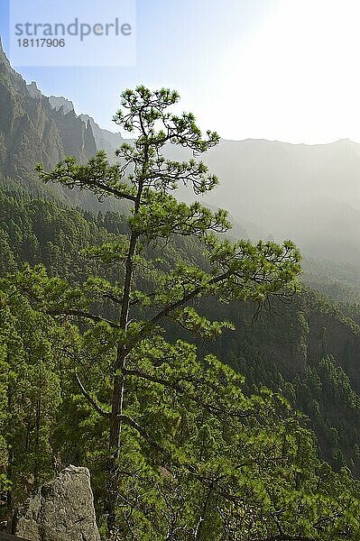 Parque Nacional de la Caldera de Taburiente  La Palma  Kanarische Inseln  Spanien  Europa