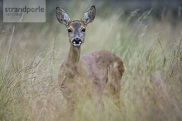 Rehe (Capreolus capreolus)  Ricke  Niedersachsen  Deutschland  Europa