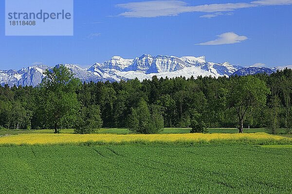 Blick von Gossau Zürich auf Glärnisch  Zürcher Oberland  Schweiz  Europa