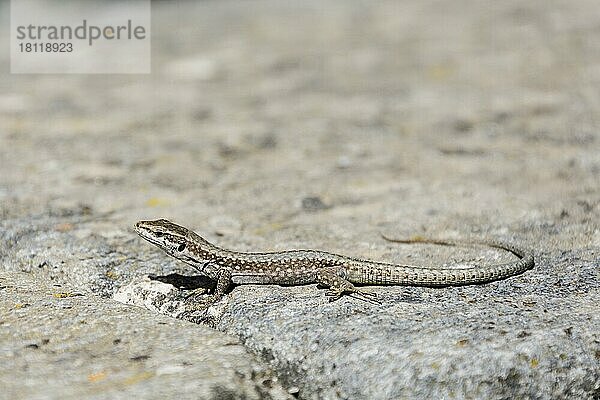 Mauereidechse (Podarcis muralis)  Val Chisone  Piemont  Italine