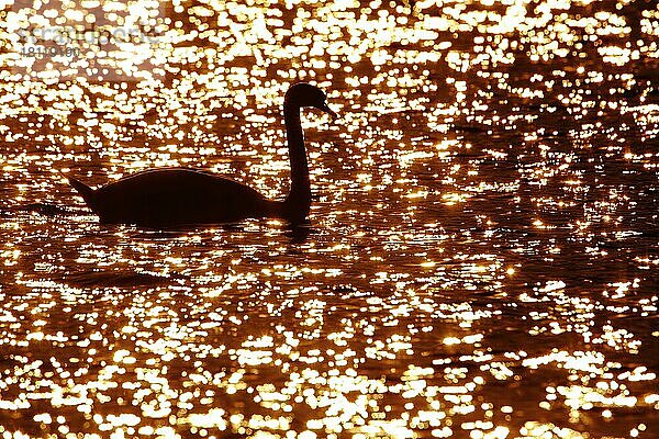 Silhouette von Höckerschwan (Cygnus olor) bei Sonnenuntergang mit Gegenlicht mit Reflexionen im Wasser  glänzend  Donauried  Günzburg  Bayern  Deutschland  Europa