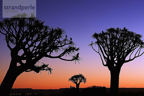 Köcherbaumwald  Keetmanshop (Aloe dichodoma)  Köcherbaum  Namibia  Afrika