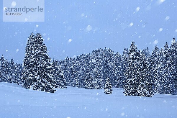 Verschneite Tannen bei Schneefall  Schweiz  Europa