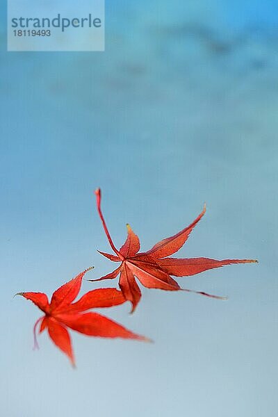 Rote Ahornblätter auf Wasser  Acer palmatum