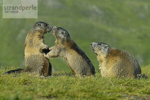 Alpenmurmeltiere (Marmota marmota)  Alpen-Murmeltier  Nationalpark Hohe Tauern  Heiligenblut  Österreich  Europa