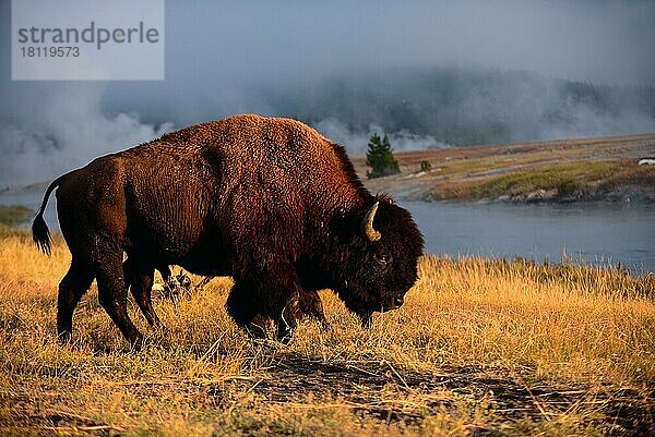 Amerikanischer Bison (Bison bison) im Yellowstone-Nationalpark  USA  Nordamerika