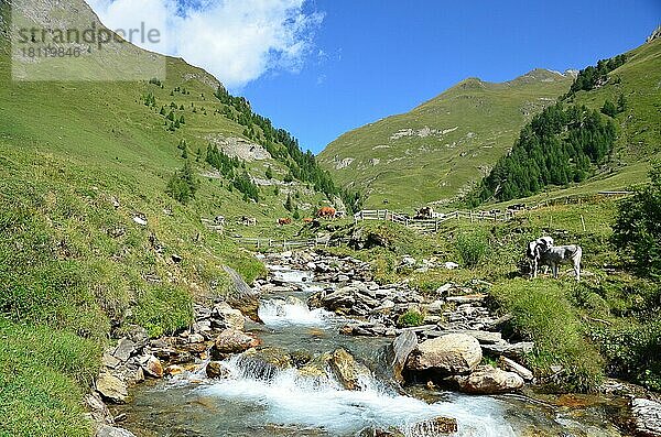 Almgebiet  Hochalm  Kühe  Bergbach  Vals  Valsertal  Valser Tal  Fanealm  Südtirol