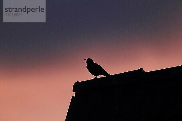 Amsel  Männchen singt auf Dach  Schwarzdrossel (Turdus merula)  Deutschland  Europa