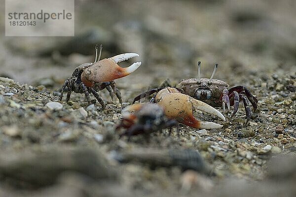 Winkerkrabbe (Uca chlorophthalmus)  Inseln  Seychellen  Afrika