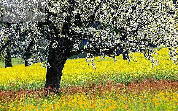 Blühender Kirschbaum (Prunus avium)  Schweiz  Europa