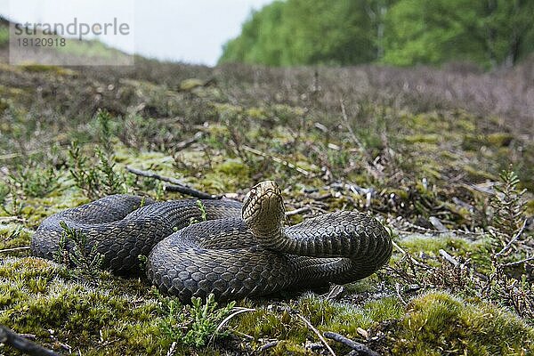 Kreuzotter (Vipera berus)  Niedersachsen  Deutschland  Europa