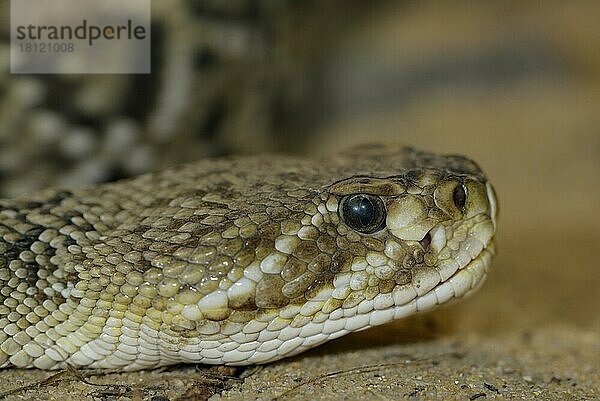 Basilisken-Klapperschlange (Crotalus basiliscus)