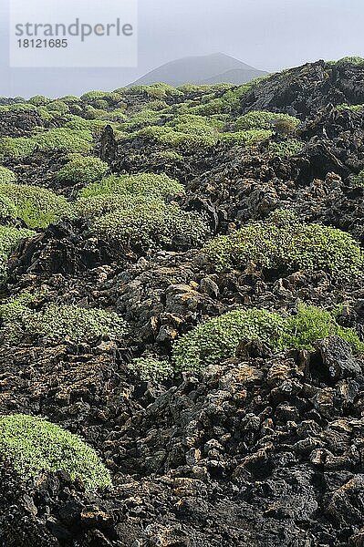 Nationalpark Timanfaya  Parque Nacional de  Lanzarote  Kanarische Inseln  Spanien  Europa