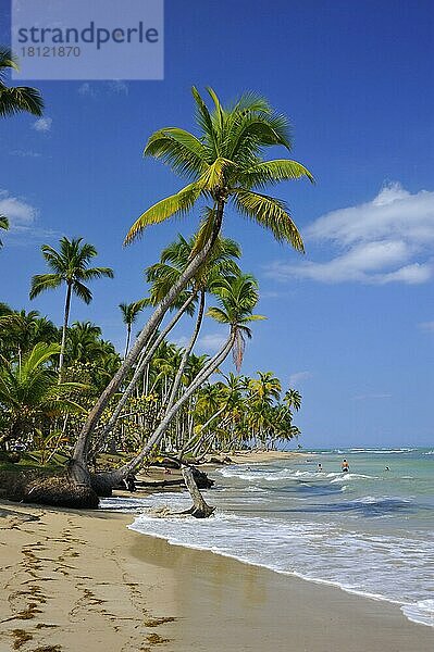 Strand mit Palmen  Playa Bonitas  Samana  Dominikanische Republik  Mittelamerika