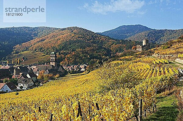 Herbstliche Weinberge von Thann  Elsass  Frankreich  Europa