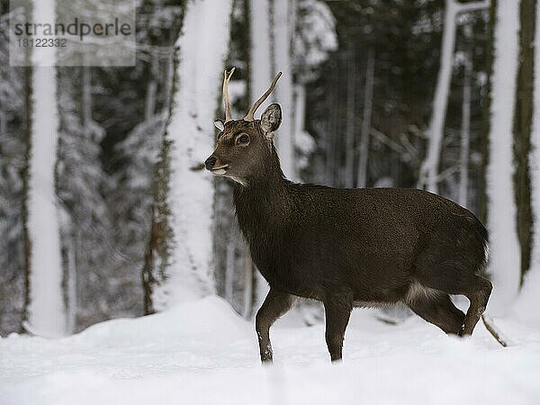 Sikahirsch (Cervus nippon)  Wildfreigehege Wildenburg  Kempfeld  Hunsrück  Rheinland-Pfalz  Deutschland  Europa