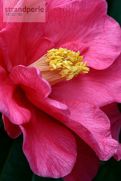 Japanische Kamelie (Camellia japonica)  Sorte 'Royalty' x reticulata