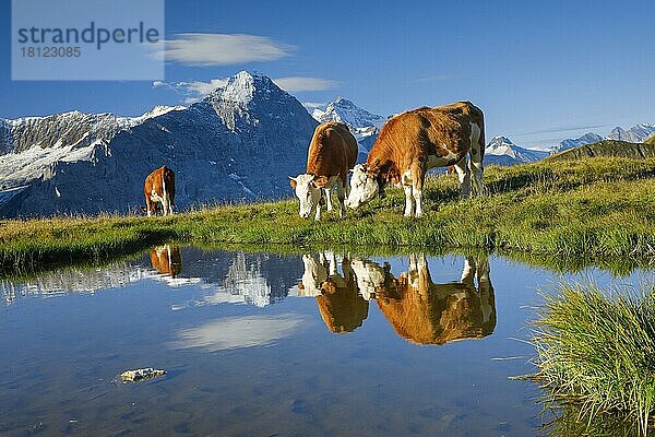 Simmentaler Rinder vor Eiger und Jungfrau  Berner Oberland  Schweiz  Europa