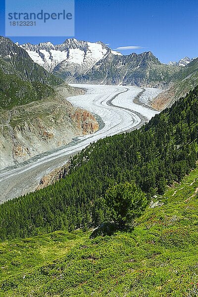 Wannenhörner und Aletsch-Gletscher  Wallis  Schweiz  Europa