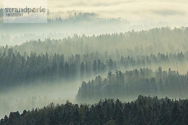 Verschneiter Tannenwald mit Nebelschwaden  Zürcher Oberland  Schweiz  Europa