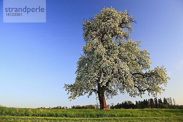 Blühender Birnbaum (Pyrus pyraster)  Birnenbaum  Schweiz  Europa