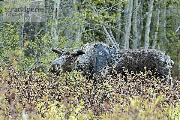 americanus  americana  Amerikanischer Elch  Amerikanische Elche (Alces alces)  Elch  Elche  Hirsche  Huftiere  Paarhufer  Säugetiere  Tiere  American bull moose eating first leaves in spring  Moose with growing antlers  Alces americanus  For.. americanus  americana  Amerikanischer Elch  Amerikanische Elche  Elch  Elche  Hirsche  Huftiere  Paarhufer  Säugetiere  Tiere  American bull moose eating first leaves in spring  Moose with growing antlers  Alces americanus  For