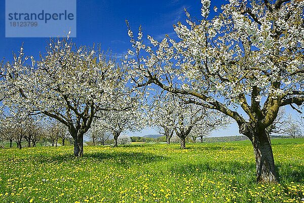 Kirschbäume im Frühling (Prunus avium)  Basel-Landschaft  Schweiz  Europa