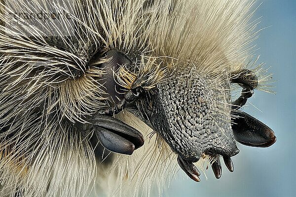 Seitenansicht eines Blumenkäfers  die Larven ernähren sich von Wurzeln  während die erwachsenen Tiere im Frühjahr/Sommer an Blüten zu finden sind