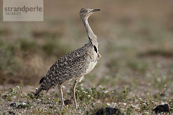 Kragentrappe (Chlamydotis undulata)  weiblich  Lanzarote  Kanarische Inseln  Spanien  Europa