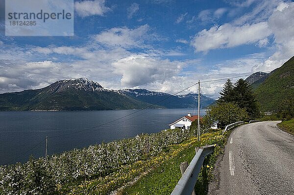 Landstraße  Hardanger Fjord  Norwegen  Europa