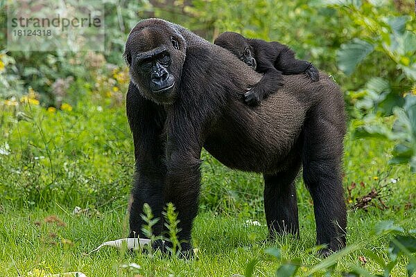 Gorilla (Gorilla gorilla)  Weibchen und Jungtier