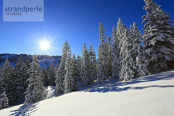 Verschneiter Tannenwald  Schweiz  Europa