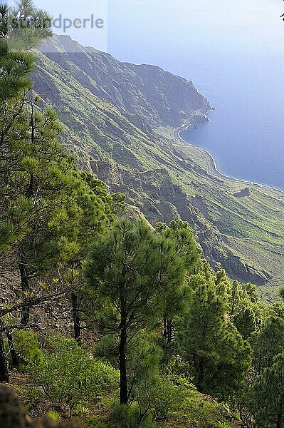 Kanarenkiefer  Mirador de las Playas  El Hierro  Kanarische Inseln  Kanarische Kiefer (Pinus canariensis)  Spanien  Europa