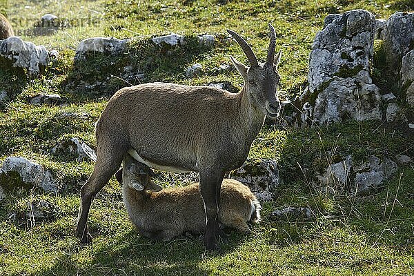 Alpensteinbock mit Kitz (Capra ibex)  Schweiz  Europa