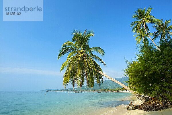 Lamai Beach  Insel Ko Samui  Thailand  Südthailand  Palmenstrand  Palmen  Asien