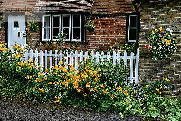 Haus mit Blumenschmuck  Inkalilien (Alstroemeria) vor Zaun  Inkalilie  Frauenmantel (Alchemilla vulgaris)  England  Großbritannien  Europa