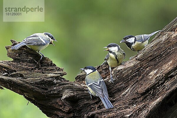 Junge und erwachsene Kohlmeise (Parus major)  Niedersachsen  Deutschland  Europa