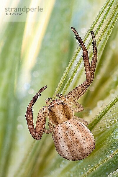 Eine kleine Krabbenspinne (Thomisidae)  die auf eine Beute wartet. Die meisten Spinnen dieser Familie jagen aus dem Hinterhalt in Blumen  sie brauchen keine Netze  um ihre Beute zu fangen