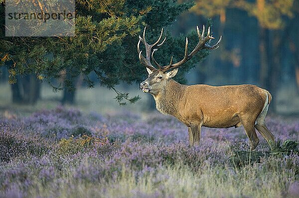 Rothirsch (Cervus elaphus)  Nationalpark Hooge Veluwe  Gelderland  Niederlande  Europa